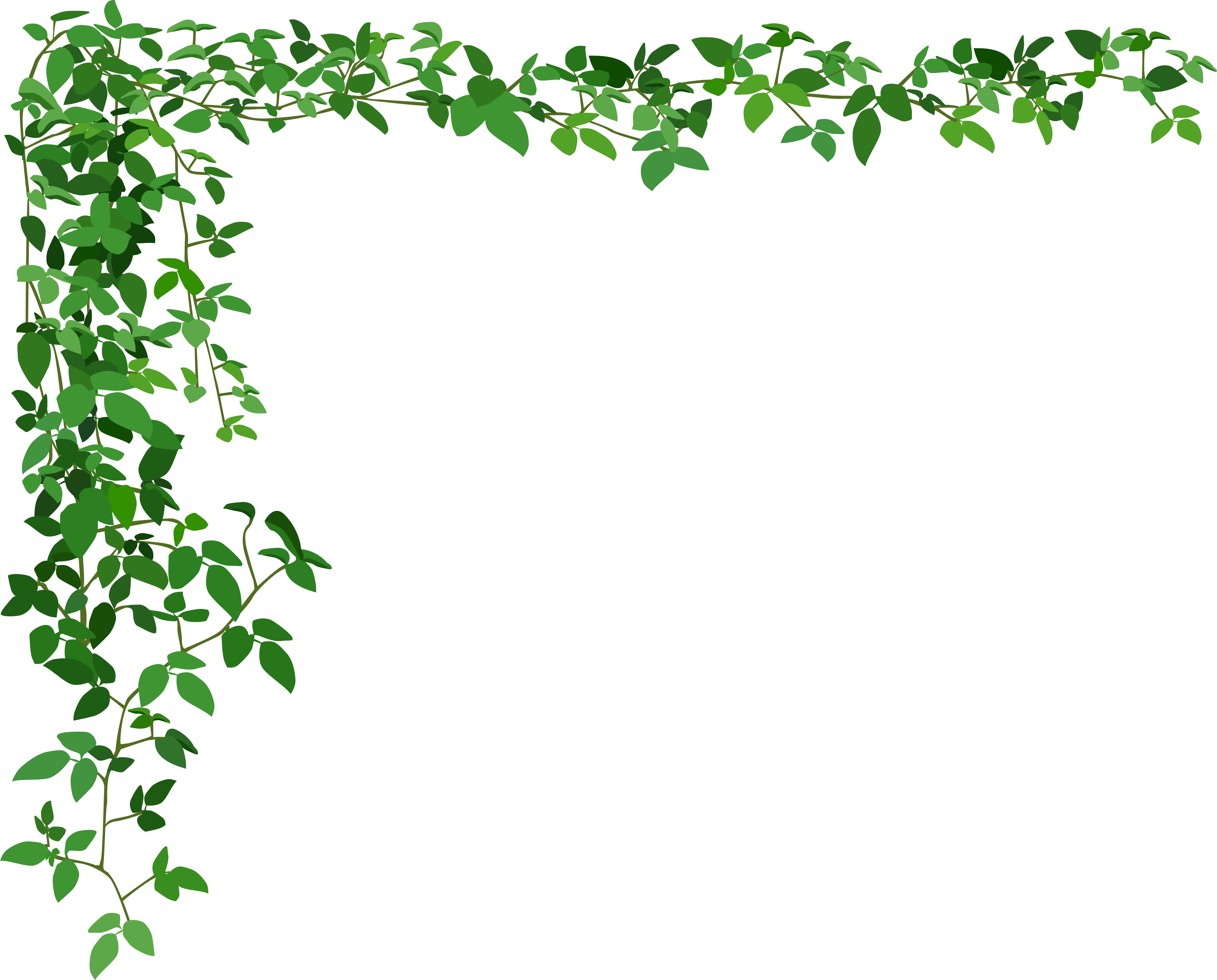 Ivy-Corner-Transparent